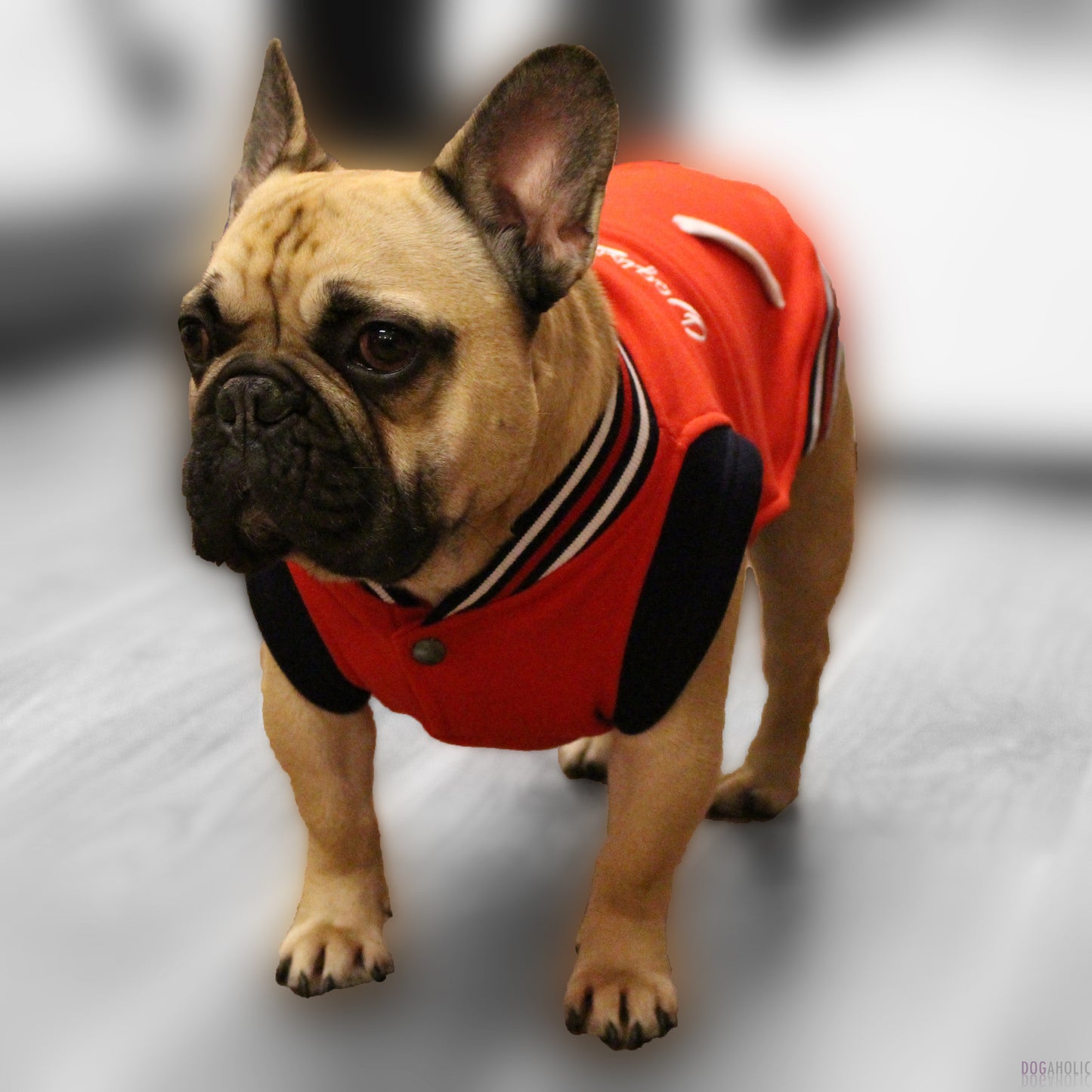 Dogissimo Baseball Hoodie