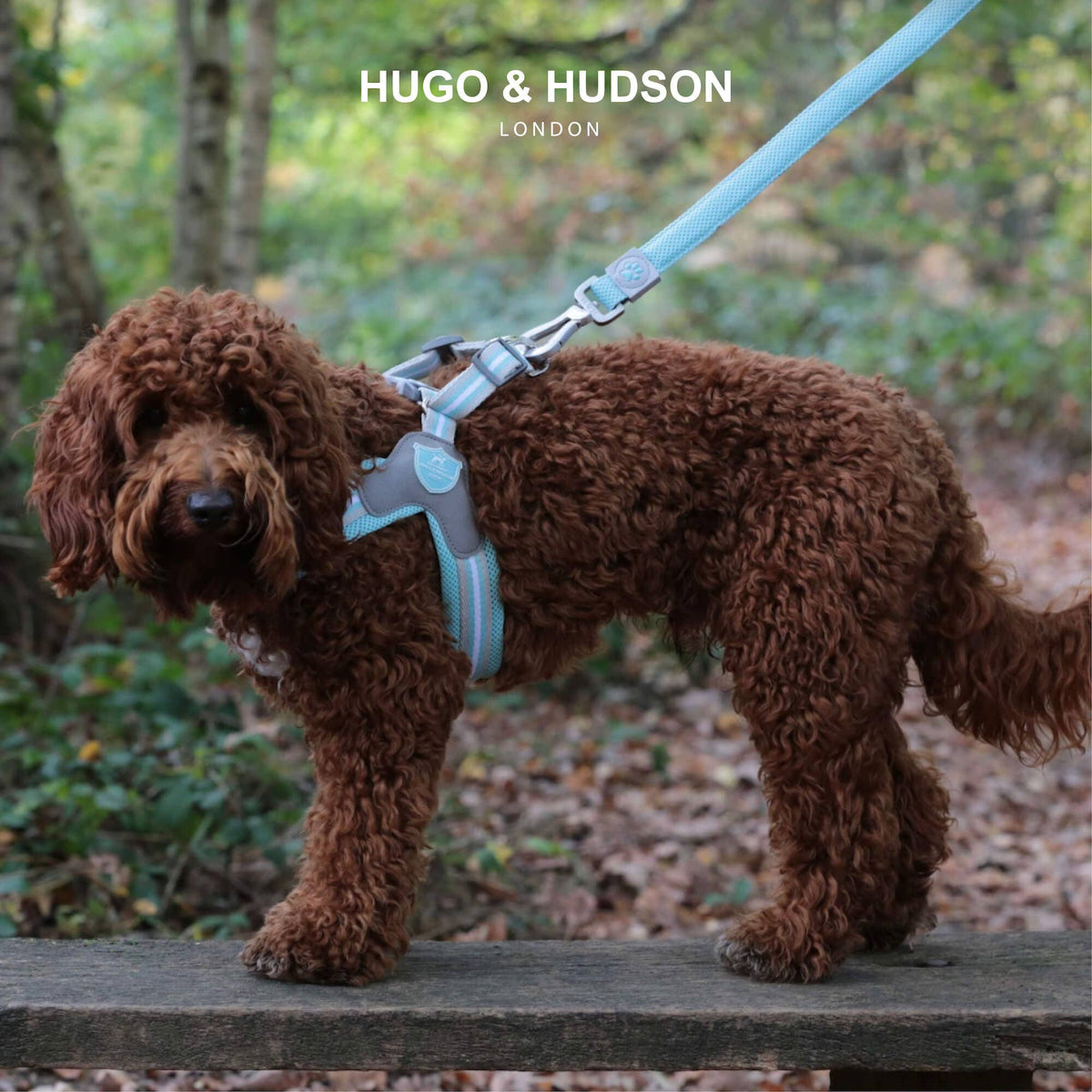 Easy Walk V Dog Harness - Aqua
