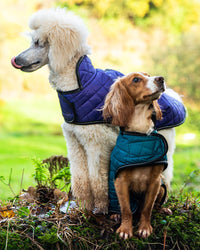 Henry Wag Quilted Dog Jacket in Purple