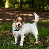 Petello Yak Cheese Dog Chew