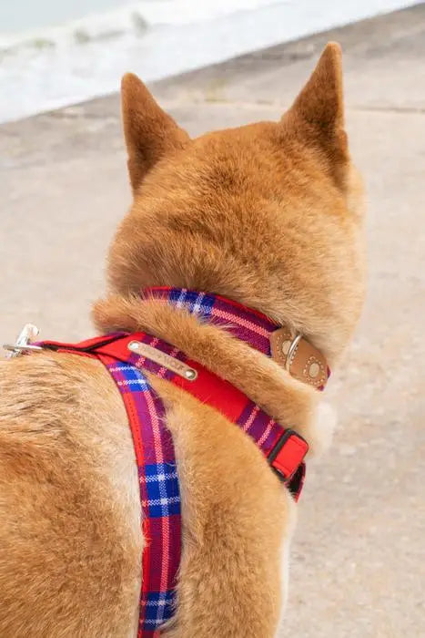 Shuka Red Dog Collar