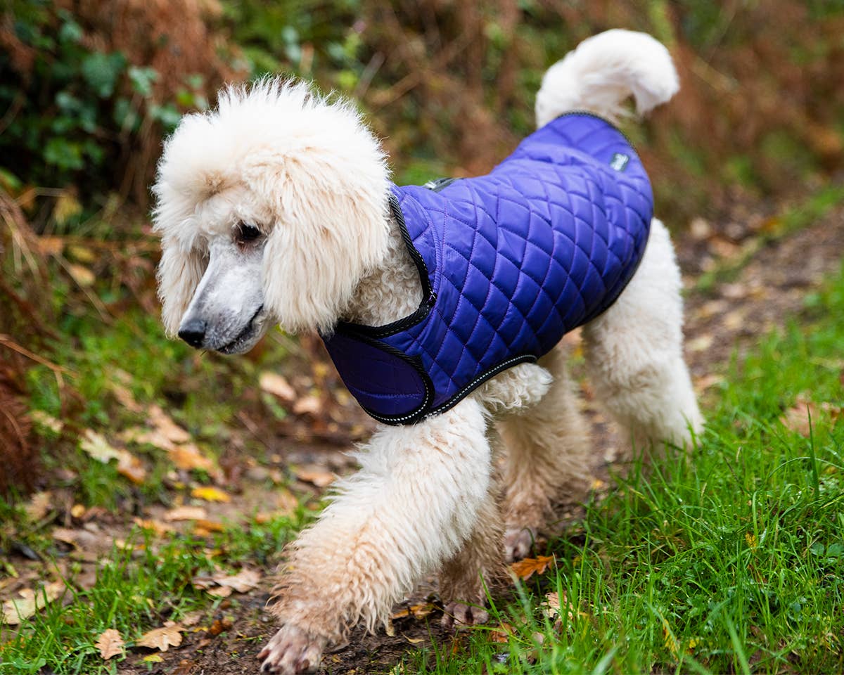 Henry Wag Quilted Dog Jacket in Purple