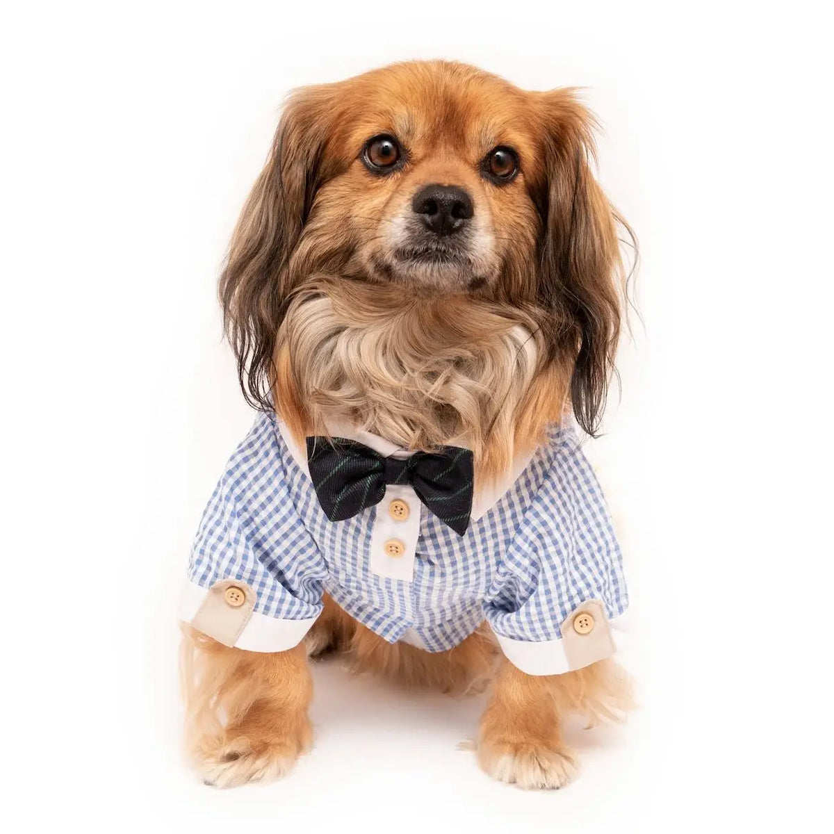 Party Bow Tie Dog Shirt