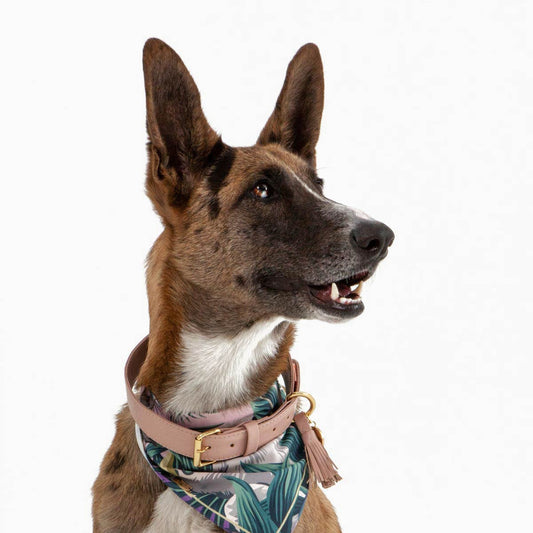Dusty Rose Dog Leather Collar