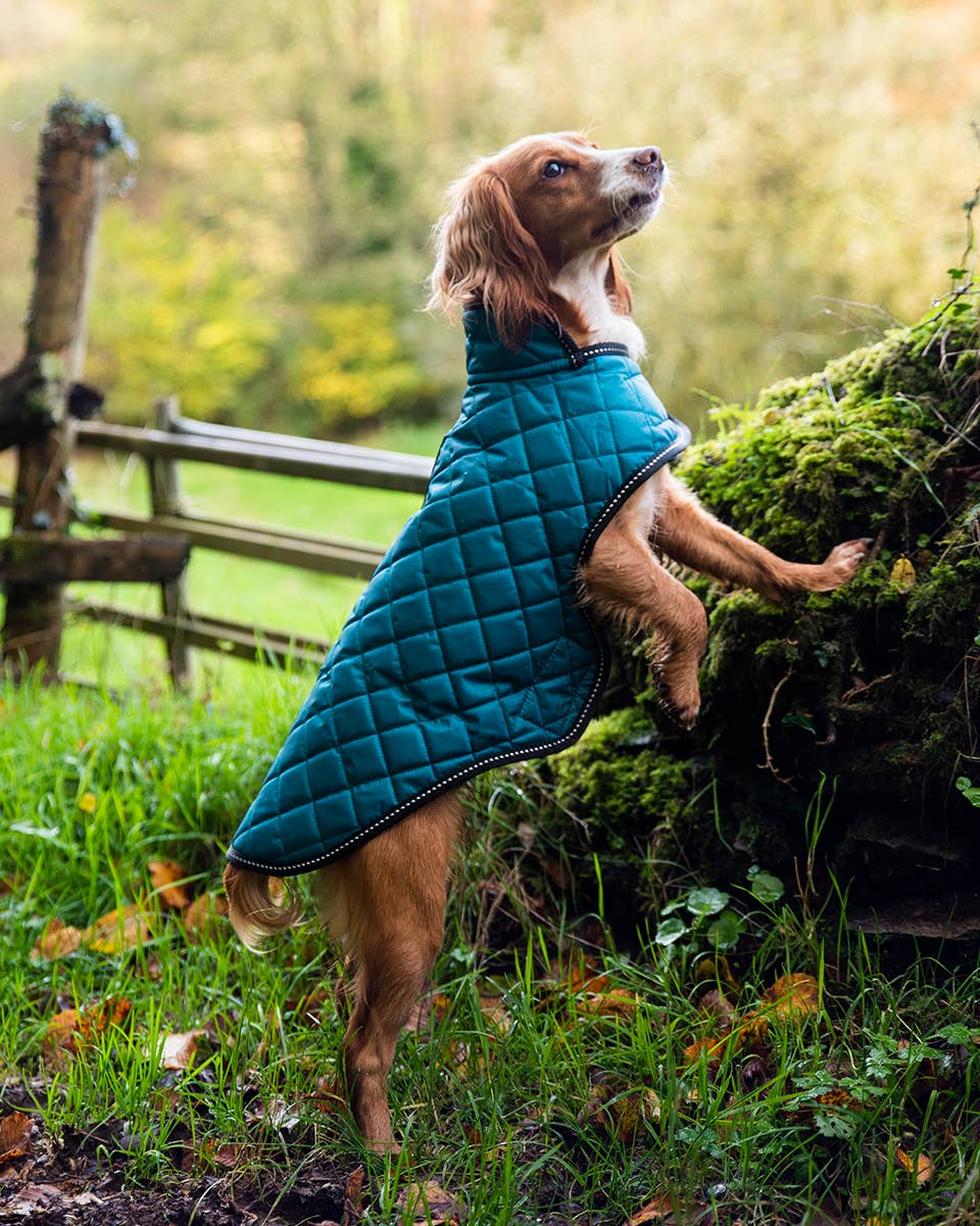 Henry Wag Quilted Dog Jacket in Teal