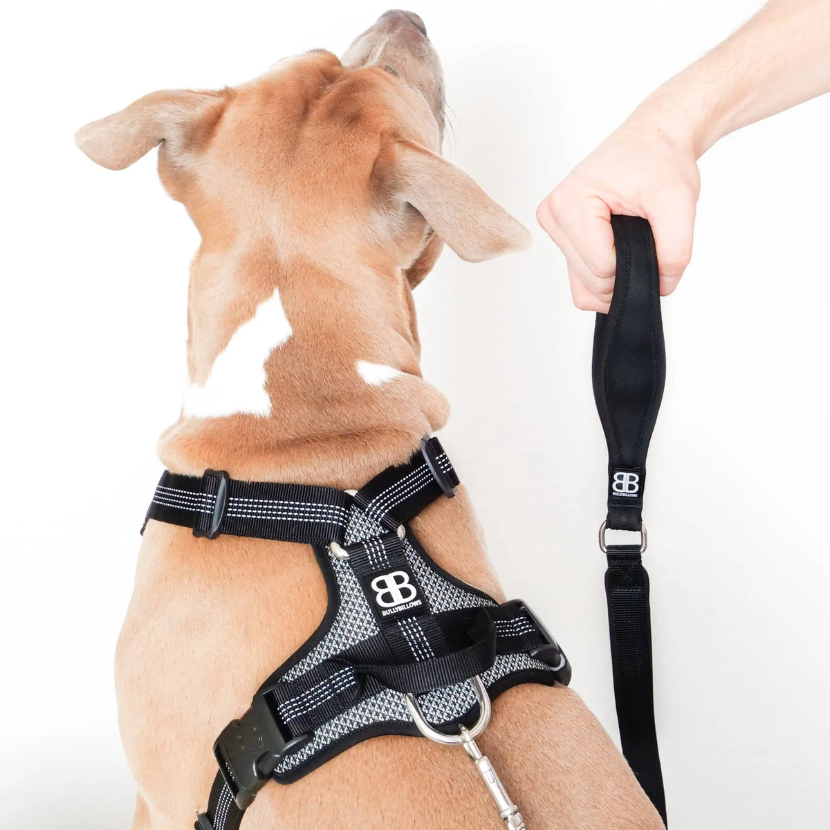 Lightweight online dog harness