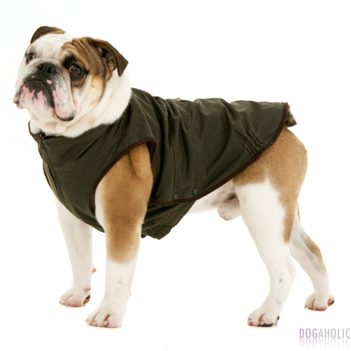 Dogissimo Windsor Wax Jacket for Bulldogs