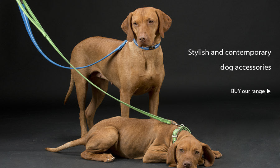 Luxury Contemporary Dog Collars