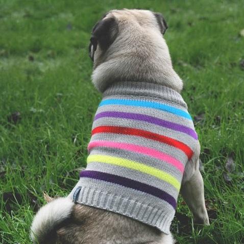 Striped dog discount sweater