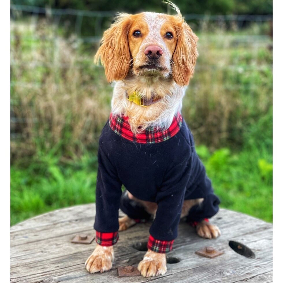 Pawsome Suits 4 Leg Dog Suit Check and Tartan Collection