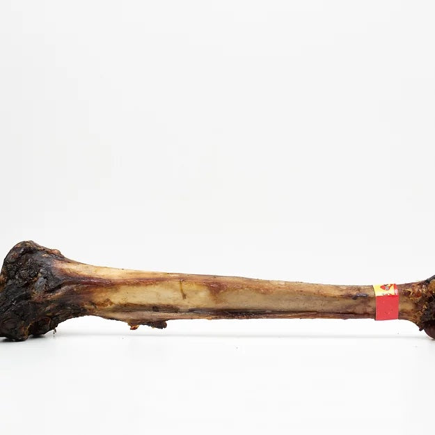 Ostrich Caveman Bone