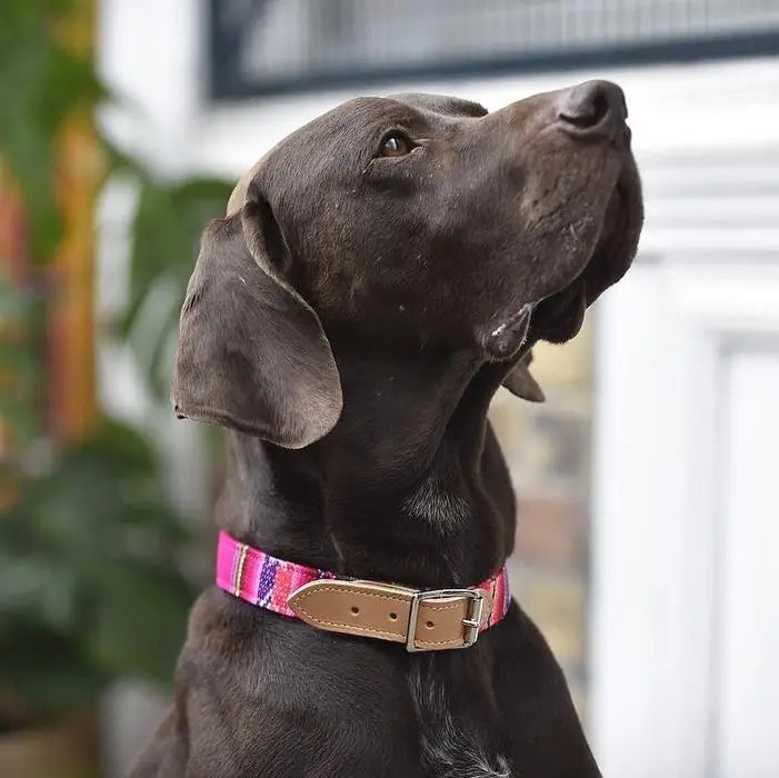Inca Pink Dog Collar