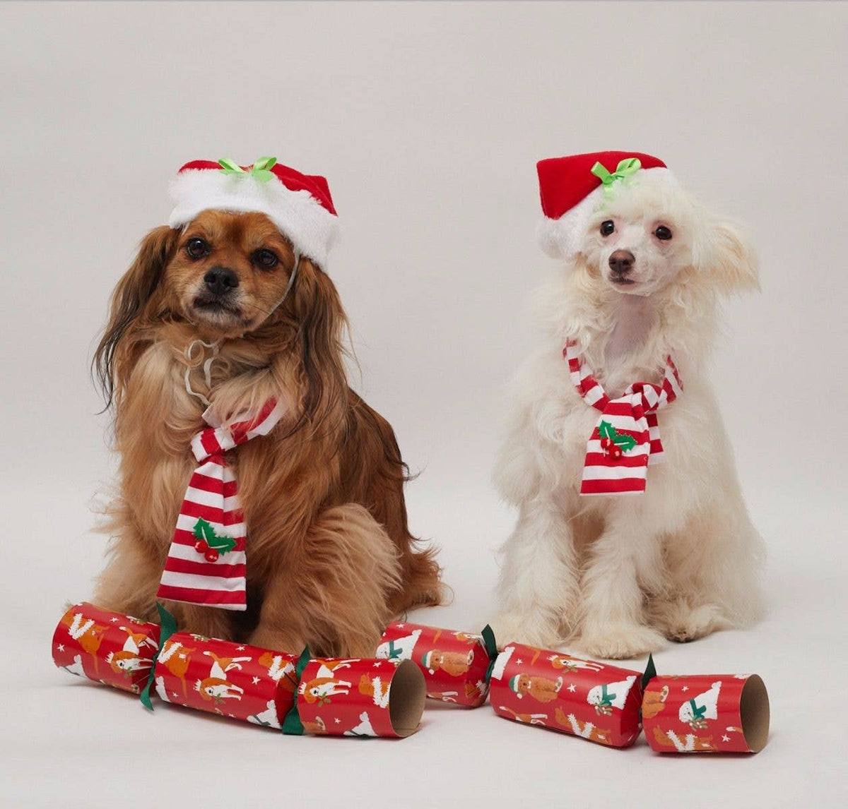 Santa Dog Hat & Scarf Holiday Set