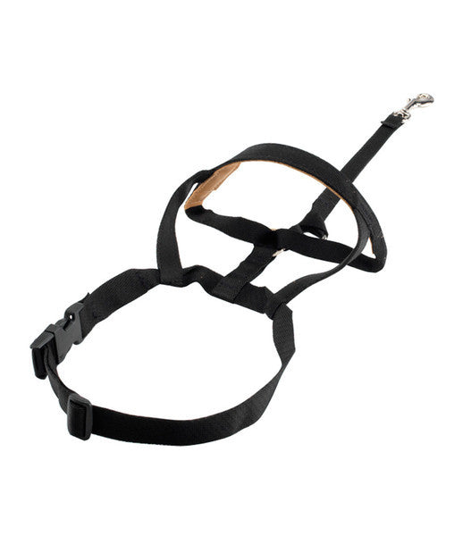 Black Padded Halti Dog Headcollar BellaJoJos