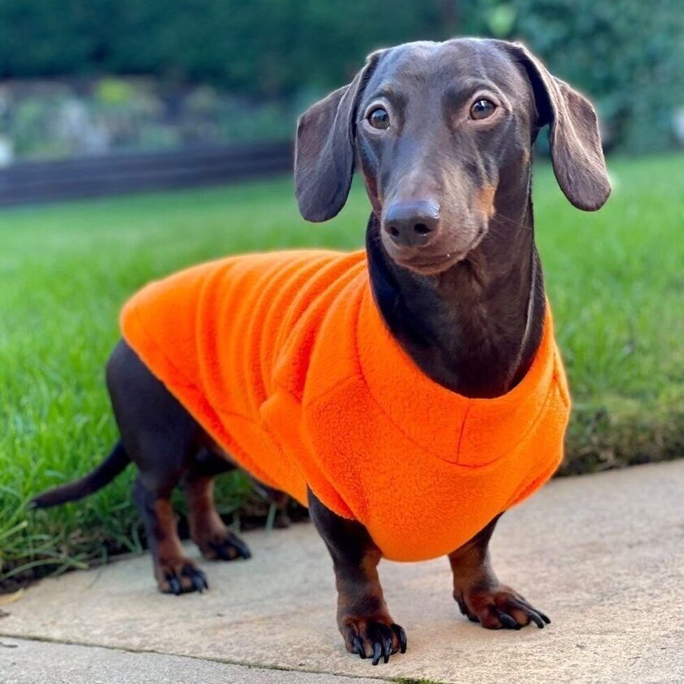 Pawsome Suits Dachshund Jumper Fleece (PS07)
