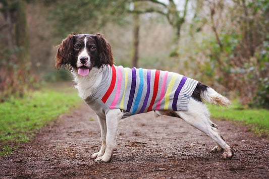 Grey Stripe Dog Jumper by Sötnos